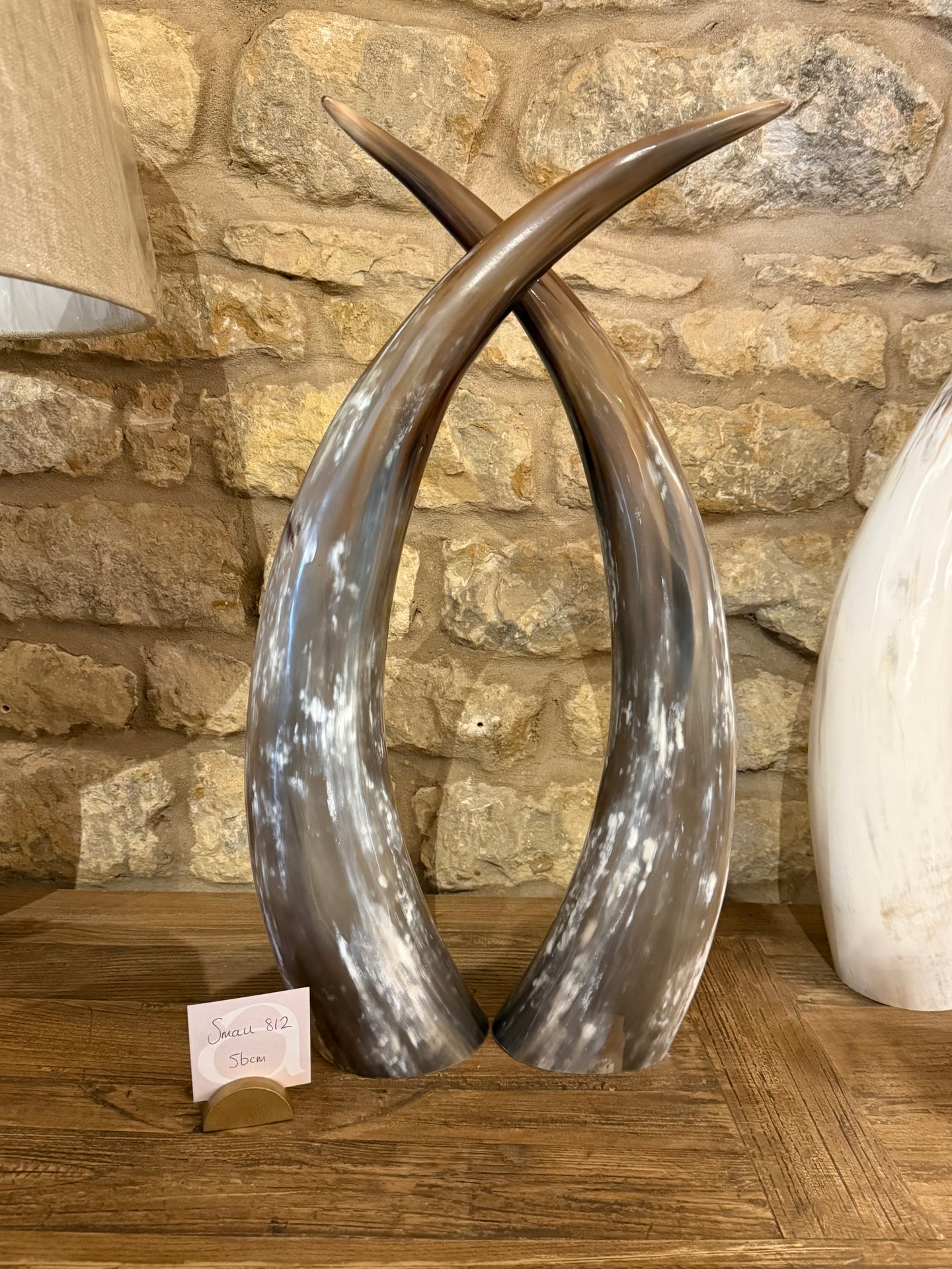 Ankole Cattle Horns - Small 812
