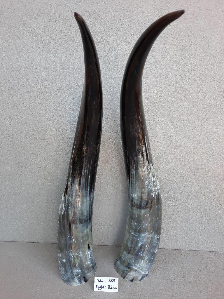 Ankole Cattle Horns - X Large 335