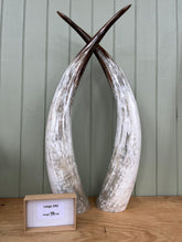 Load image into Gallery viewer, Ankole Cattle Horns - Large 242
