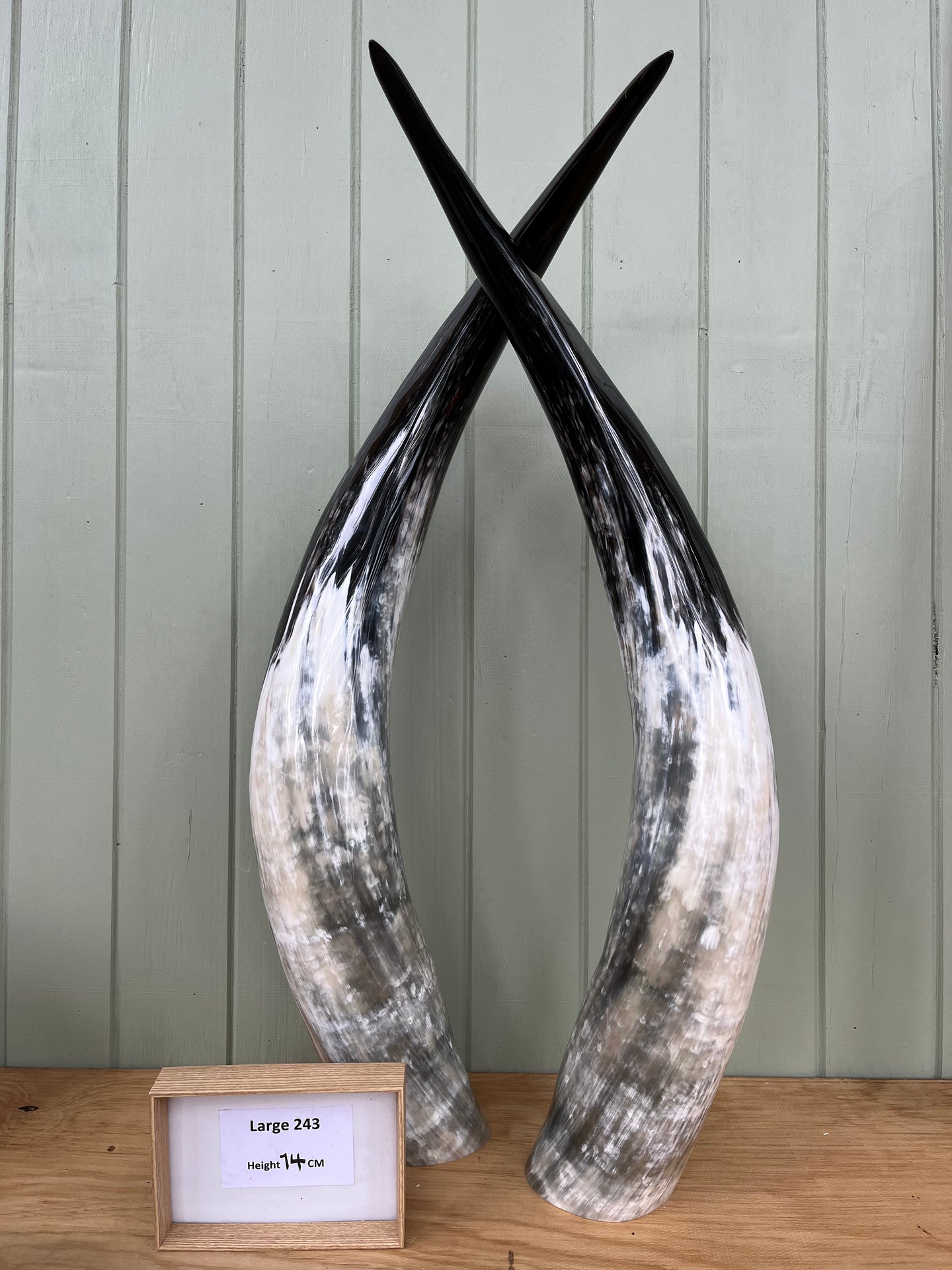 Ankole Cattle Horns - Large 243