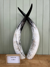 Load image into Gallery viewer, Ankole Cattle Horns - Medium 349
