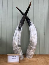 Load image into Gallery viewer, Ankole Cattle Horns - X Large 350
