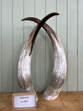 Load image into Gallery viewer, Ankole Cattle Horns - Medium 353
