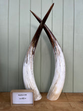 Load image into Gallery viewer, Ankole Cattle Horns - Medium 354
