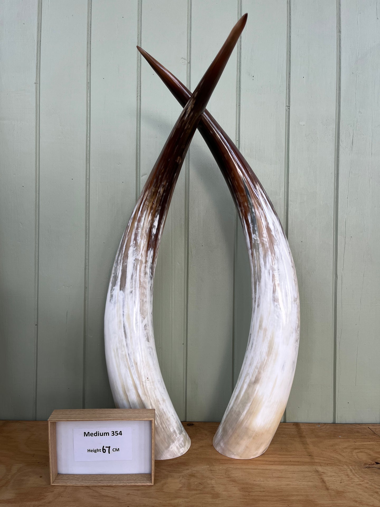 Ankole Cattle Horns - Medium 354