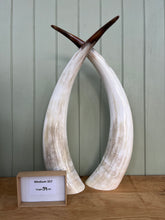 Load image into Gallery viewer, Ankole Cattle Horns - Medium 357
