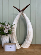 Load image into Gallery viewer, Ankole Cattle Horns - Medium 357
