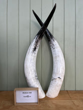 Load image into Gallery viewer, Ankole Cattle Horns - Medium 358

