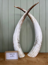 Load image into Gallery viewer, Ankole Cattle Horns - Medium 359

