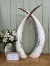 Load image into Gallery viewer, Ankole Cattle Horns - Medium 359
