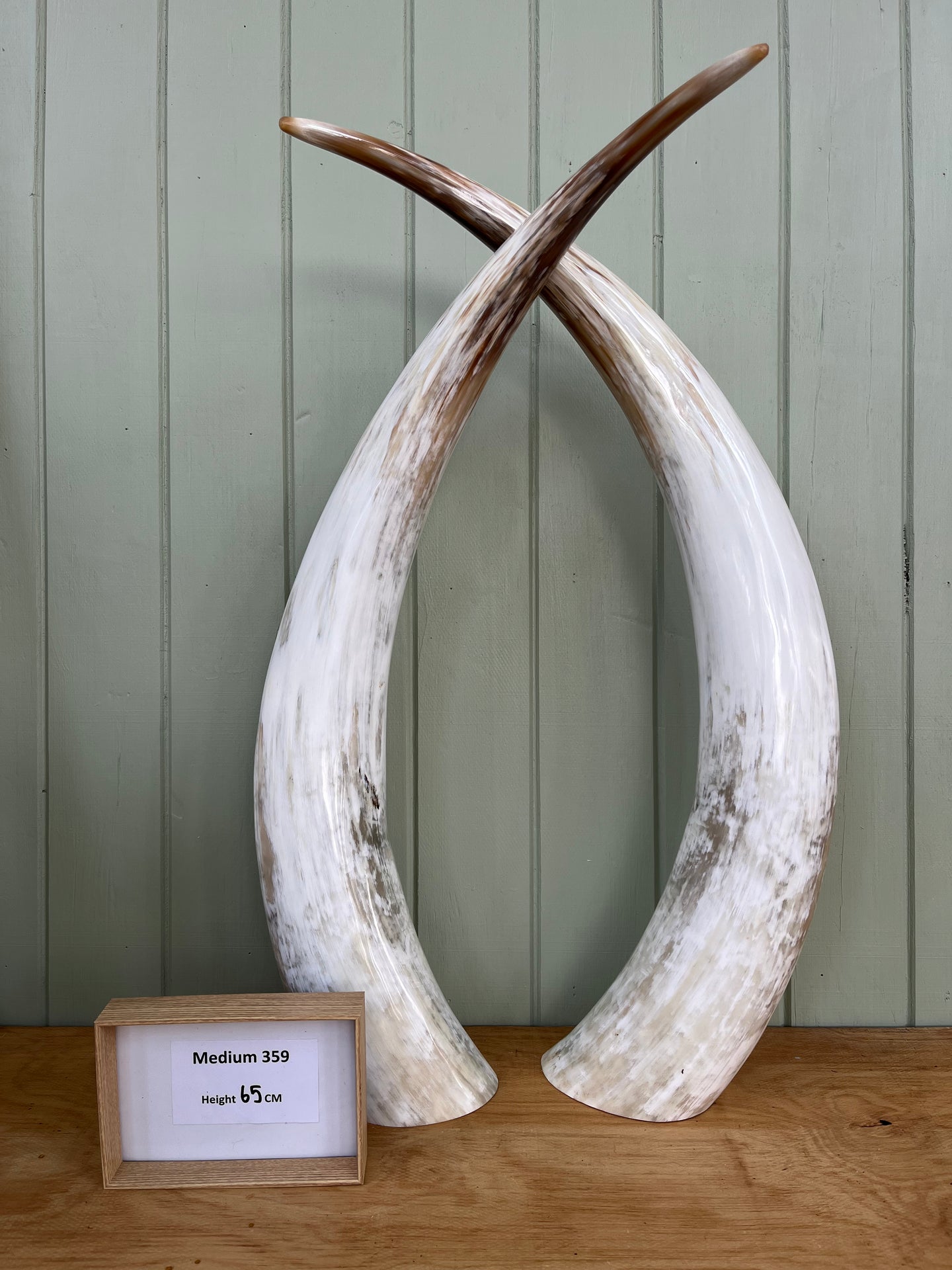 Ankole Cattle Horns - Medium 359