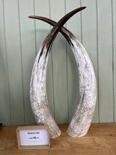 Load image into Gallery viewer, Ankole Cattle Horns - Medium 361
