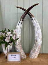 Load image into Gallery viewer, Ankole Cattle Horns - Medium 361
