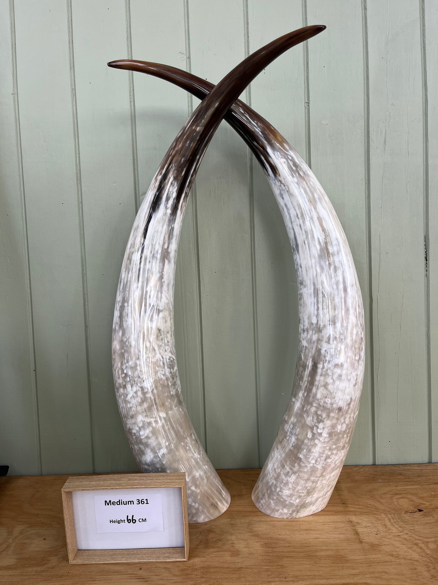 Ankole Cattle Horns - Medium 361
