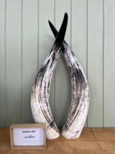 Load image into Gallery viewer, Ankole Cattle Horns - Medium 362
