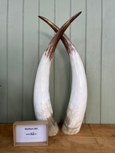 Load image into Gallery viewer, Ankole Cattle Horns - Medium 363

