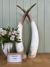 Load image into Gallery viewer, Ankole Cattle Horns - Medium 363
