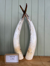 Load image into Gallery viewer, Ankole Cattle Horns - Medium 364
