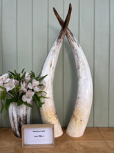 Load image into Gallery viewer, Ankole Cattle Horns - Medium 364
