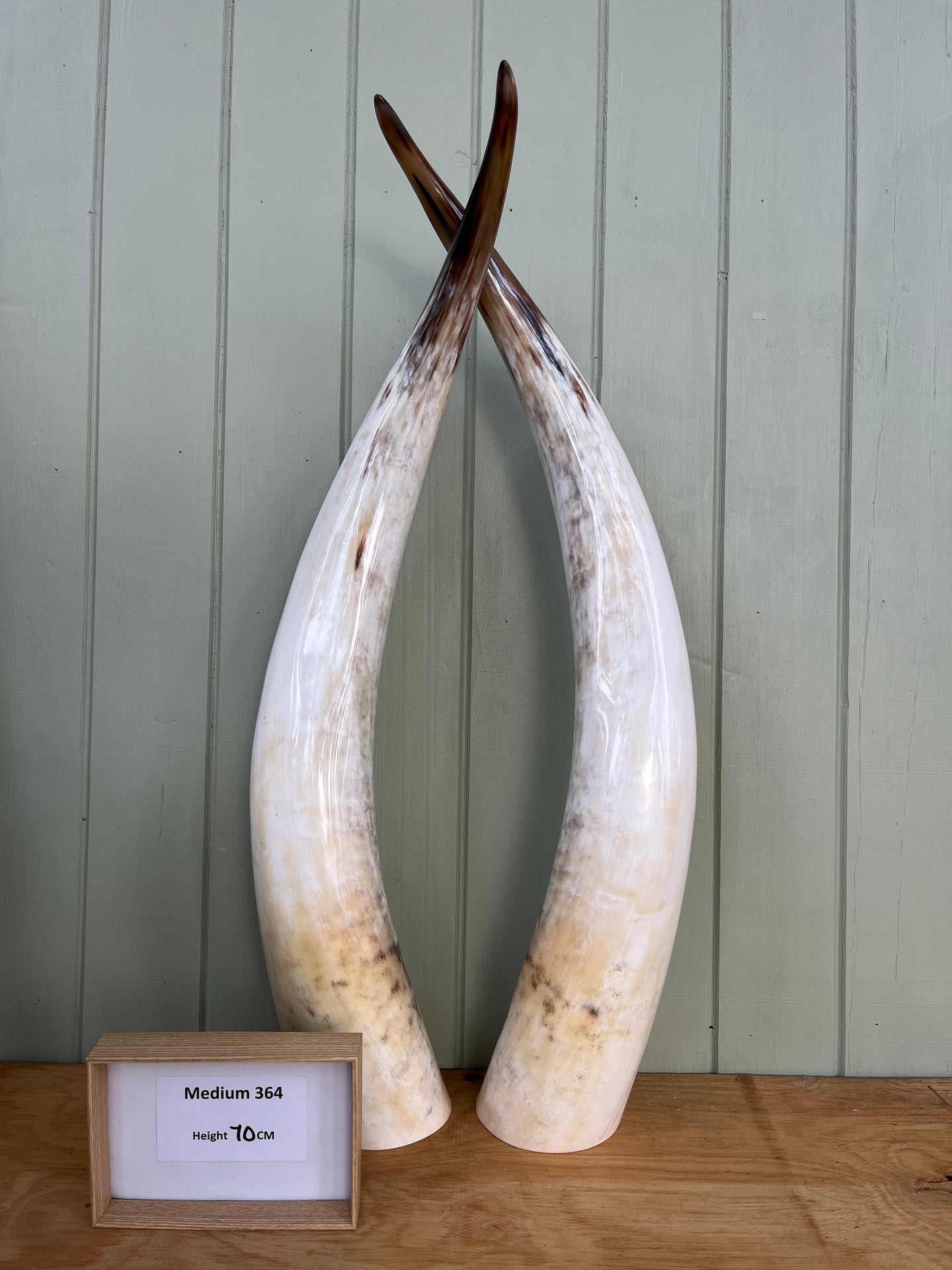 Ankole Cattle Horns - Medium 364