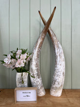 Load image into Gallery viewer, Ankole Cattle Horns - Medium 366
