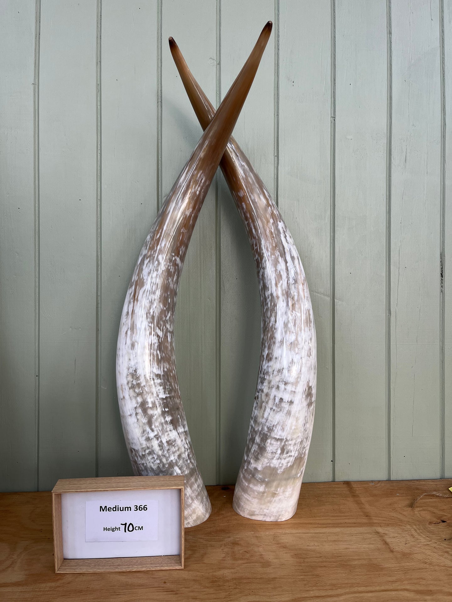 Ankole Cattle Horns - Medium 366