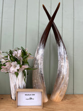 Load image into Gallery viewer, Ankole Cattle Horns - Medium 369

