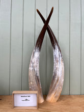 Load image into Gallery viewer, Ankole Cattle Horns - Medium 369
