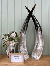 Load image into Gallery viewer, Ankole Cattle Horns - Medium 371
