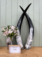 Load image into Gallery viewer, Ankole Cattle Horns - Medium 373
