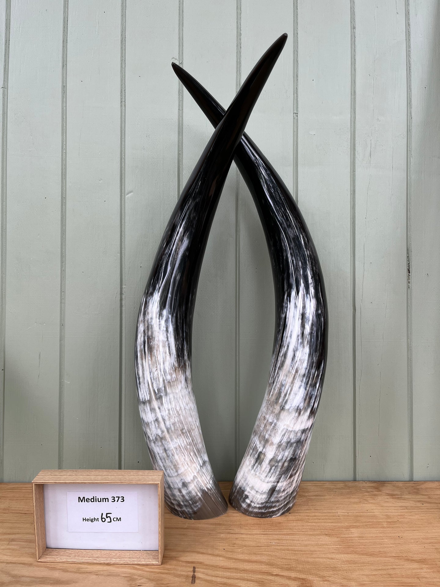 Ankole Cattle Horns - Medium 373
