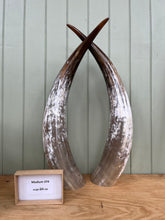 Load image into Gallery viewer, Ankole Cattle Horns - Medium 374
