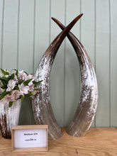 Load image into Gallery viewer, Ankole Cattle Horns - Medium 374
