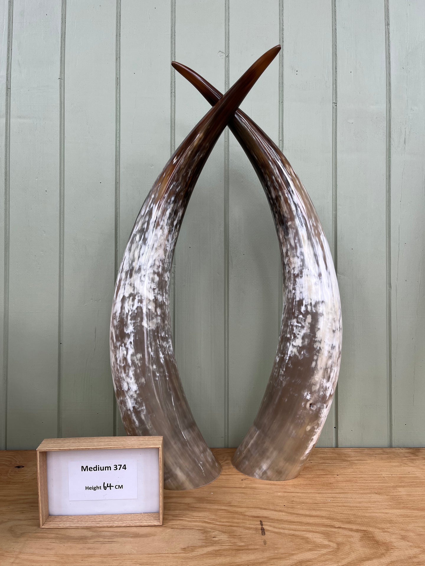Ankole Cattle Horns - Medium 374