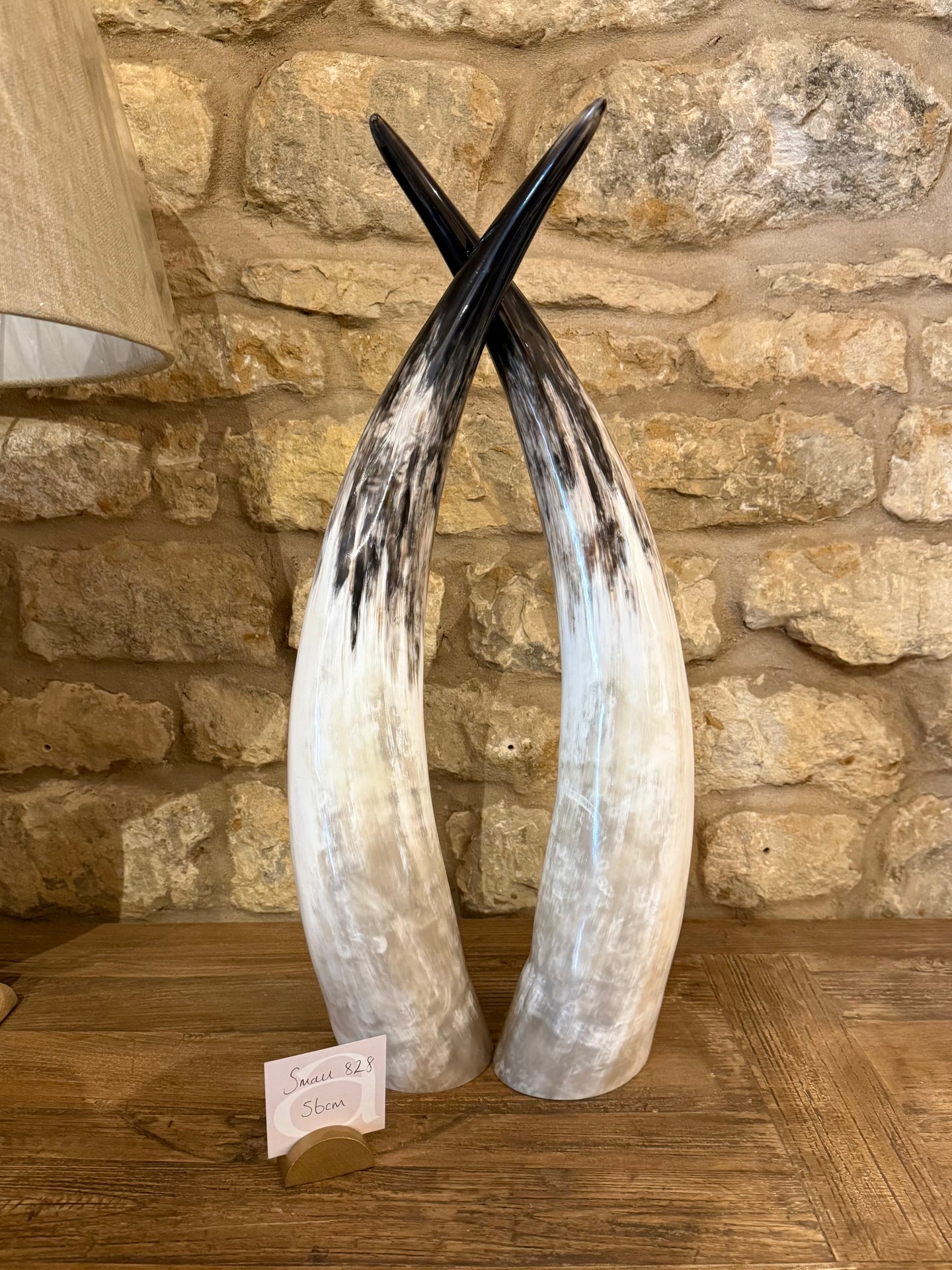 Ankole Cattle Horns - Small 828