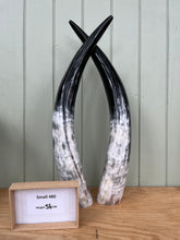 Load image into Gallery viewer, Ankole Cattle Horns - Small 480
