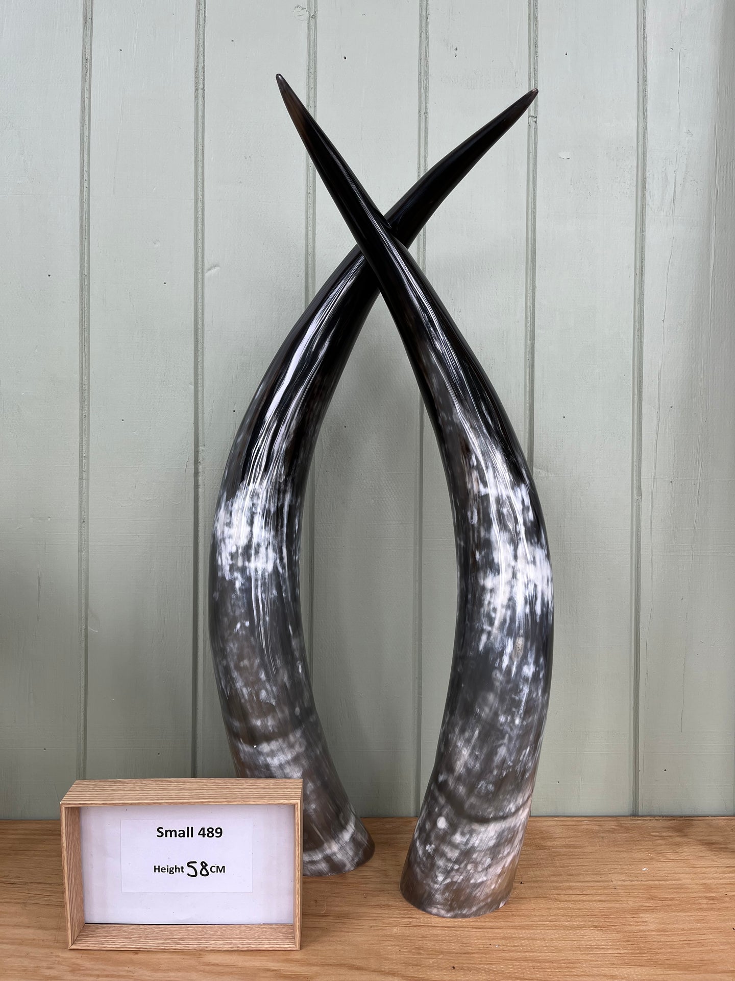 Ankole Cattle Horns - Small 489