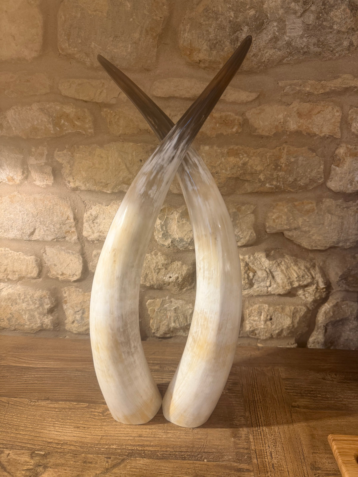 Ankole Cattle Horns - Small 888