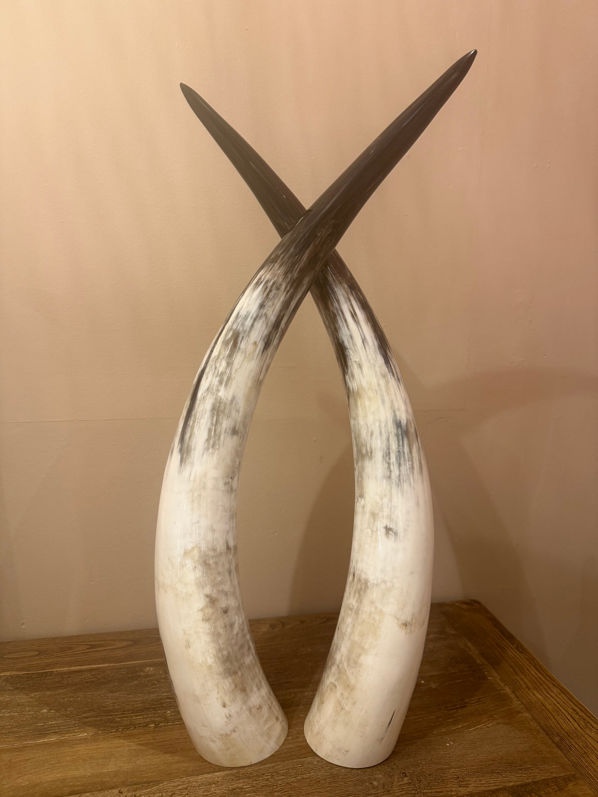 Ankole Cattle Horns - Medium 474