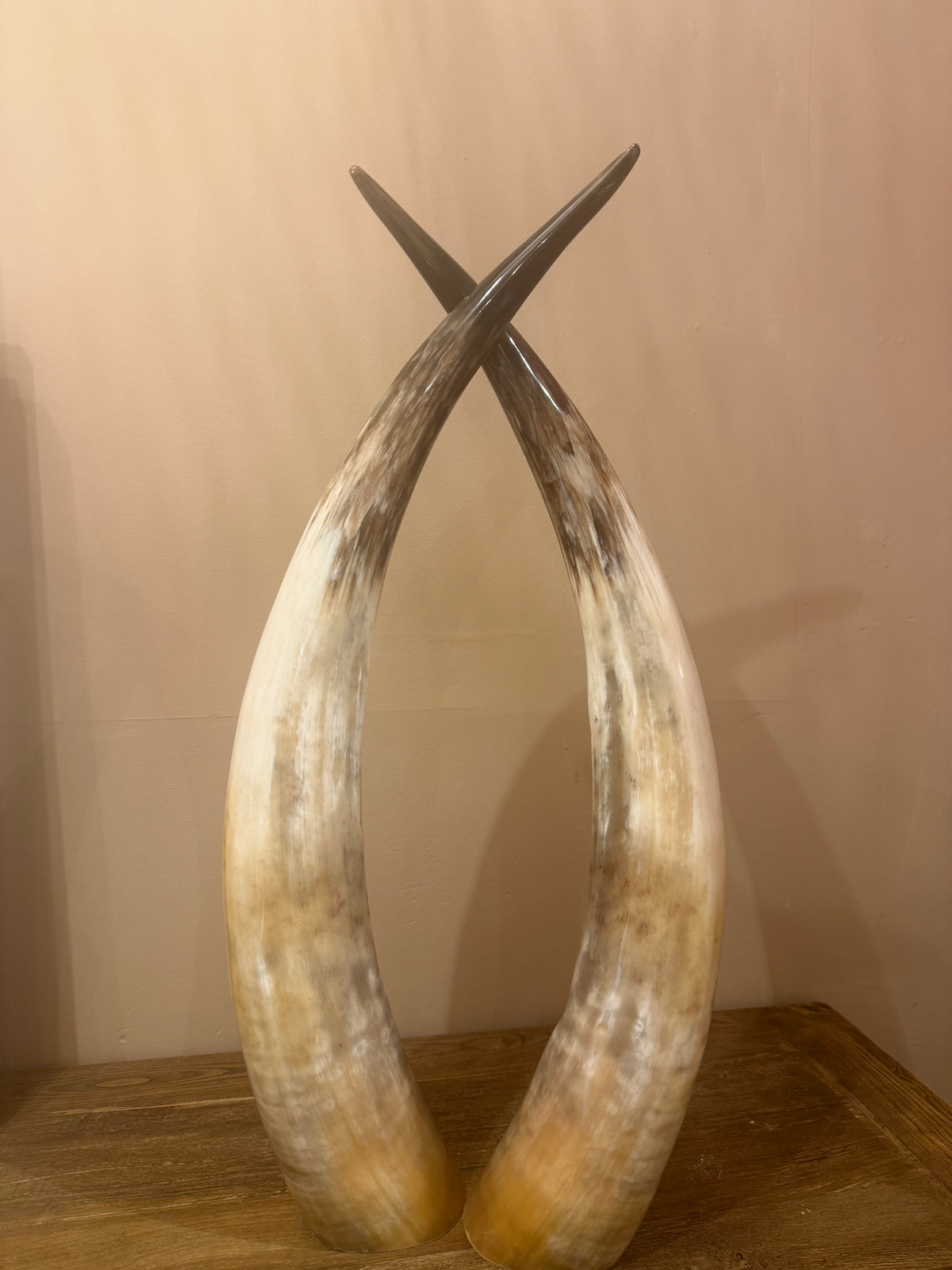 Ankole Cattle Horns - Medium 472