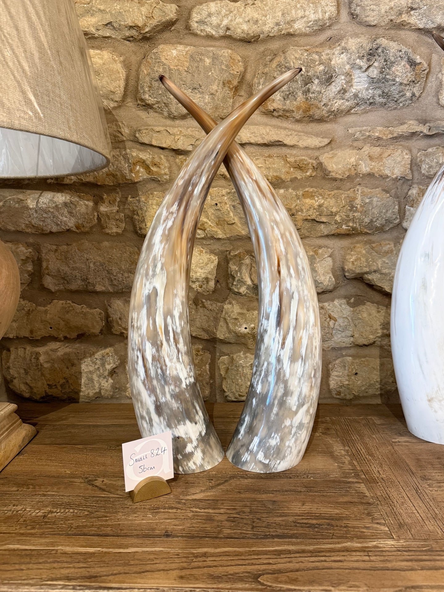 Ankole Cattle Horns - Small 824