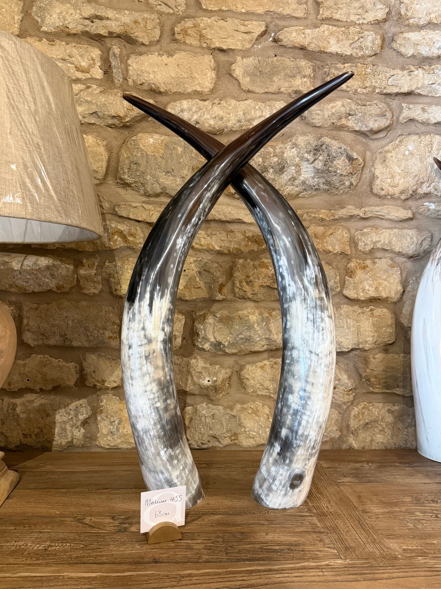 Ankole Cattle Horns - Medium 455
