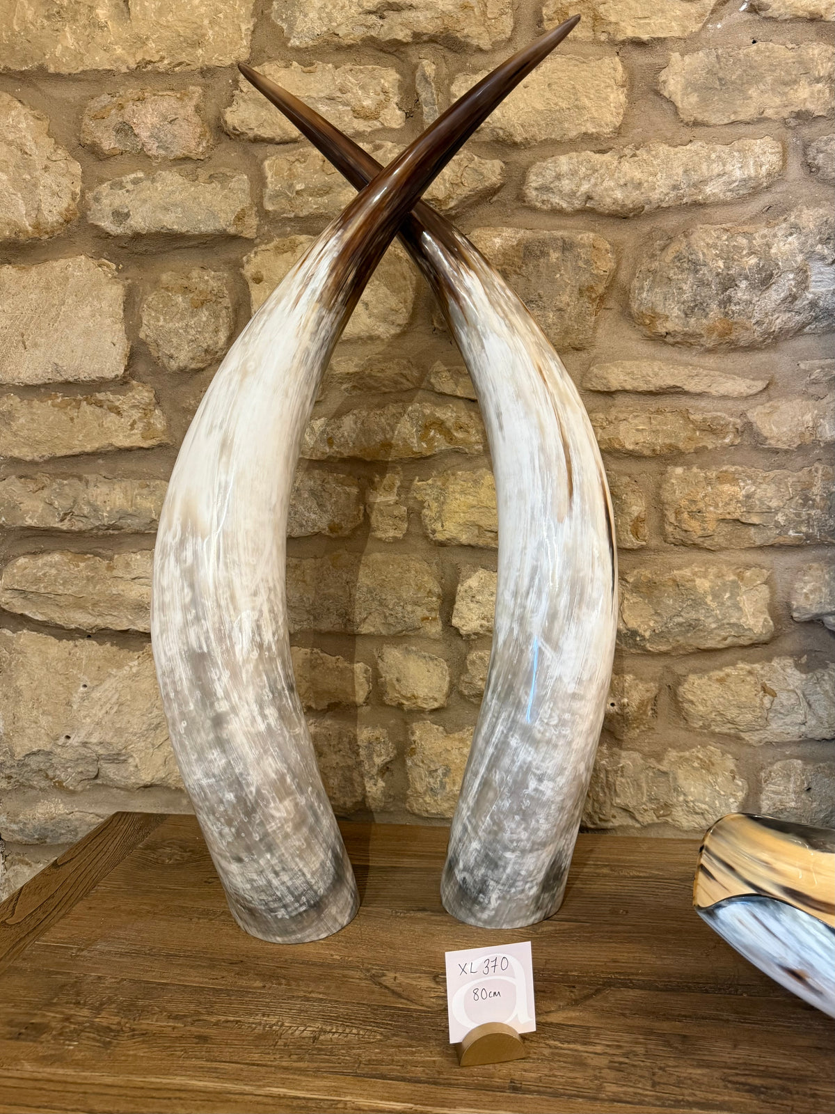 Ankole Cattle Horns - X Large 370