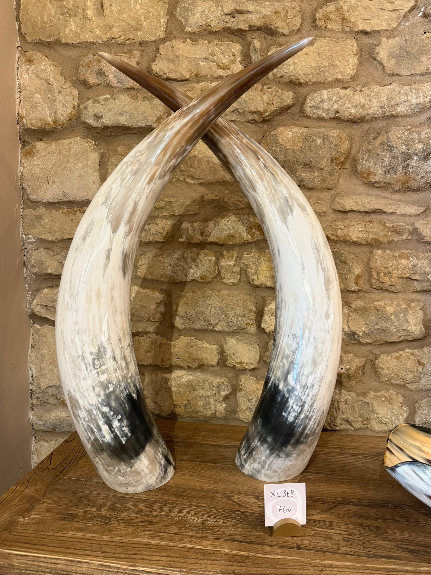 Ankole Cattle Horns - X Large 368
