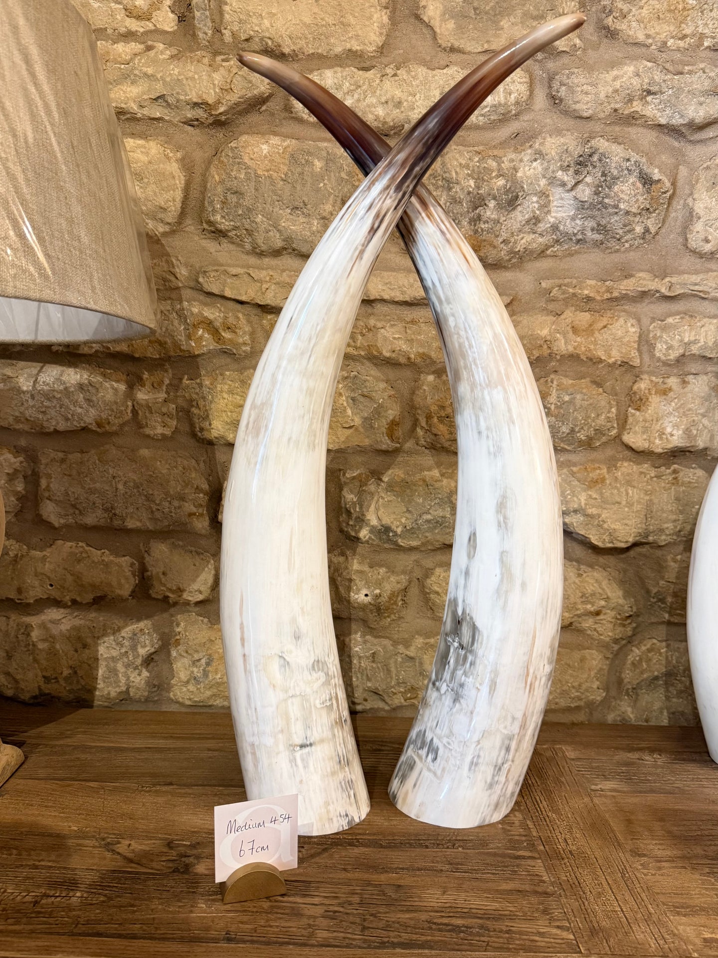 Ankole Cattle Horns - Medium 454