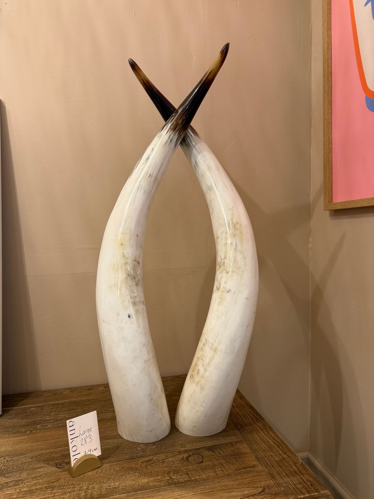 Ankole Cattle Horns - Large 283