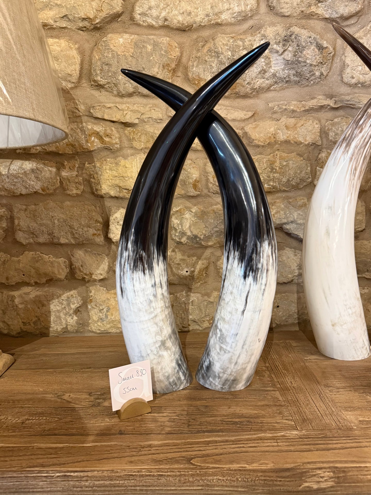Ankole Cattle Horns - Small 830