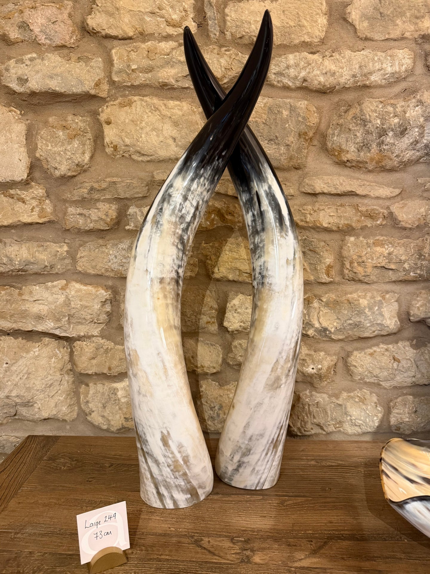 Ankole Cattle Horns - Large 249