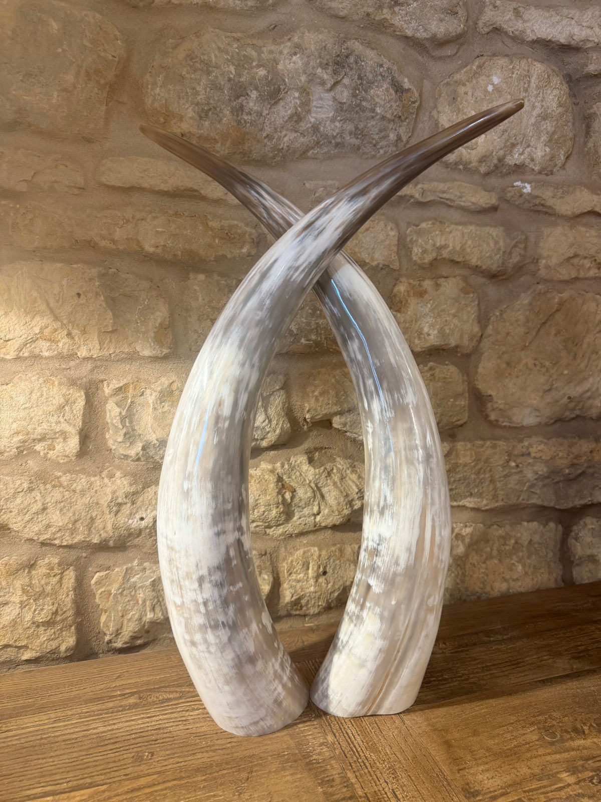 Ankole Cattle Horns - Small 834