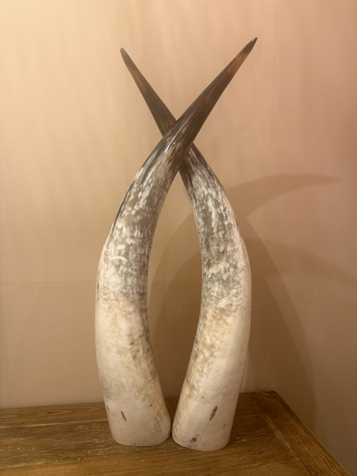 Ankole Cattle Horns - Large 304